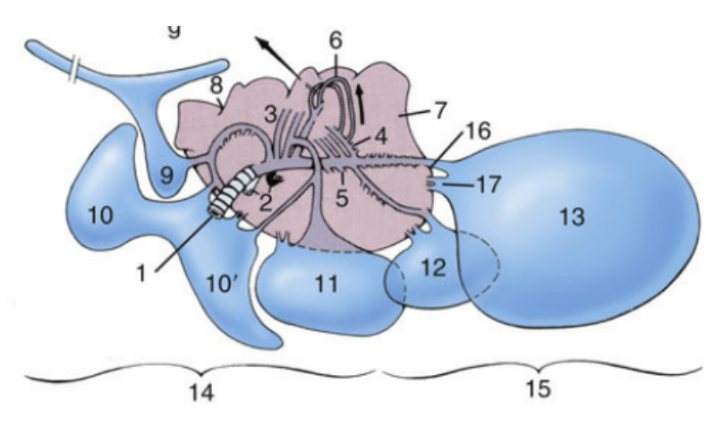 <ul><li><p><span>Medioventral/mediodorsal region </span></p><ul><li><p><span>Tightly packed parabronchi loops</span></p></li></ul></li></ul><p></p>