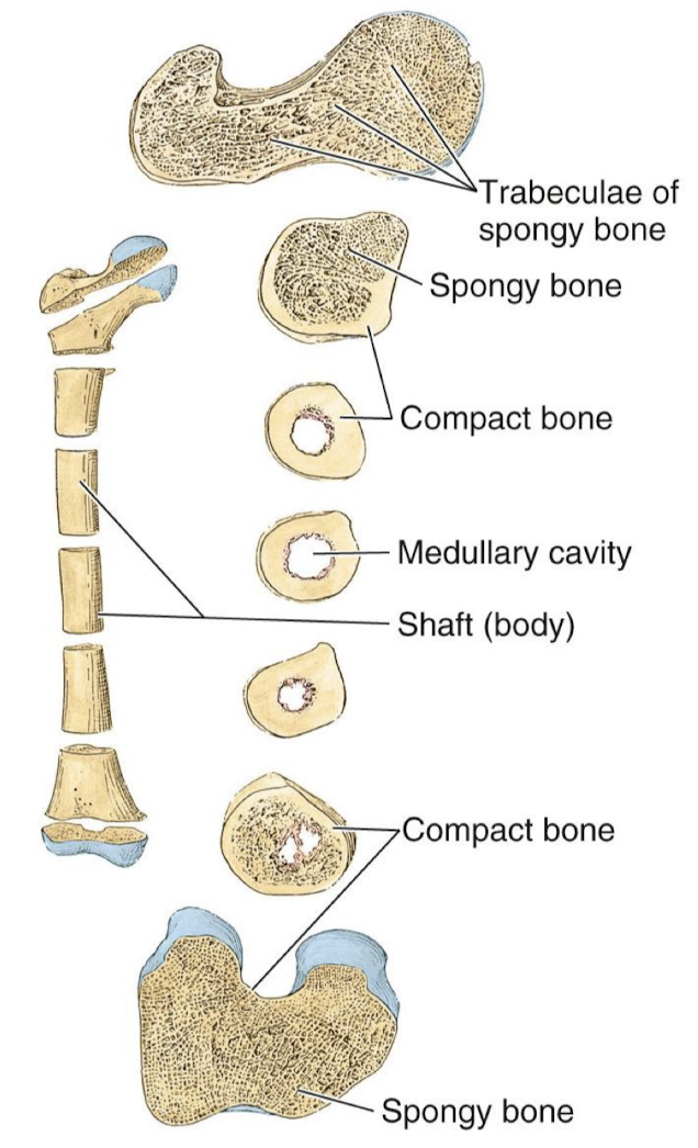 <ul><li><p>compact bone - superficial thin layer provides the strength to bones for weight bearing, larger proportion of compact bone is found at ends of bones</p></li><li><p>spongy/cancellous/trabecular bone - found deep to compact bone and superficial to marrow cavity if present, contains many small spaces</p></li></ul><p></p>