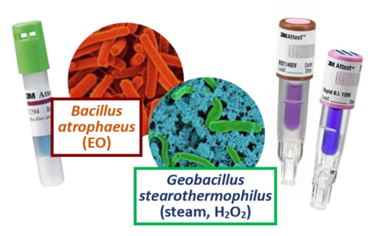 <p>a device that monitors sterilization parameters by using viable microbes (usually bacterial spores) with a known resistance to a specific sterilant (the microbe used depends on the sterilization method)</p>