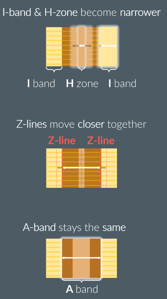 <ul><li><p>The I band and H zone shorten due to an increased overlap of actin and myosin filaments</p></li><li><p>The A band remains at constant length, as the myosin filaments remain stationary</p></li></ul><p></p>