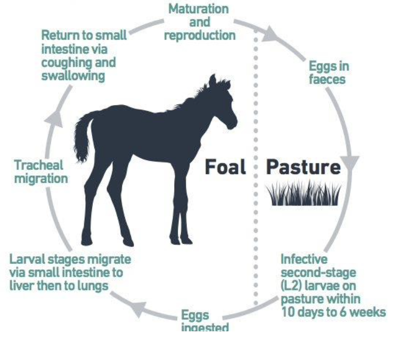 <p>Which parasite’s life cycle is depicted here?</p>