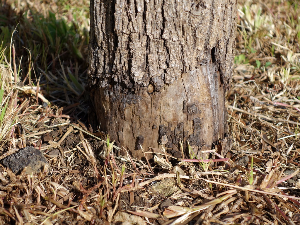 <p>What disease is this?</p>
