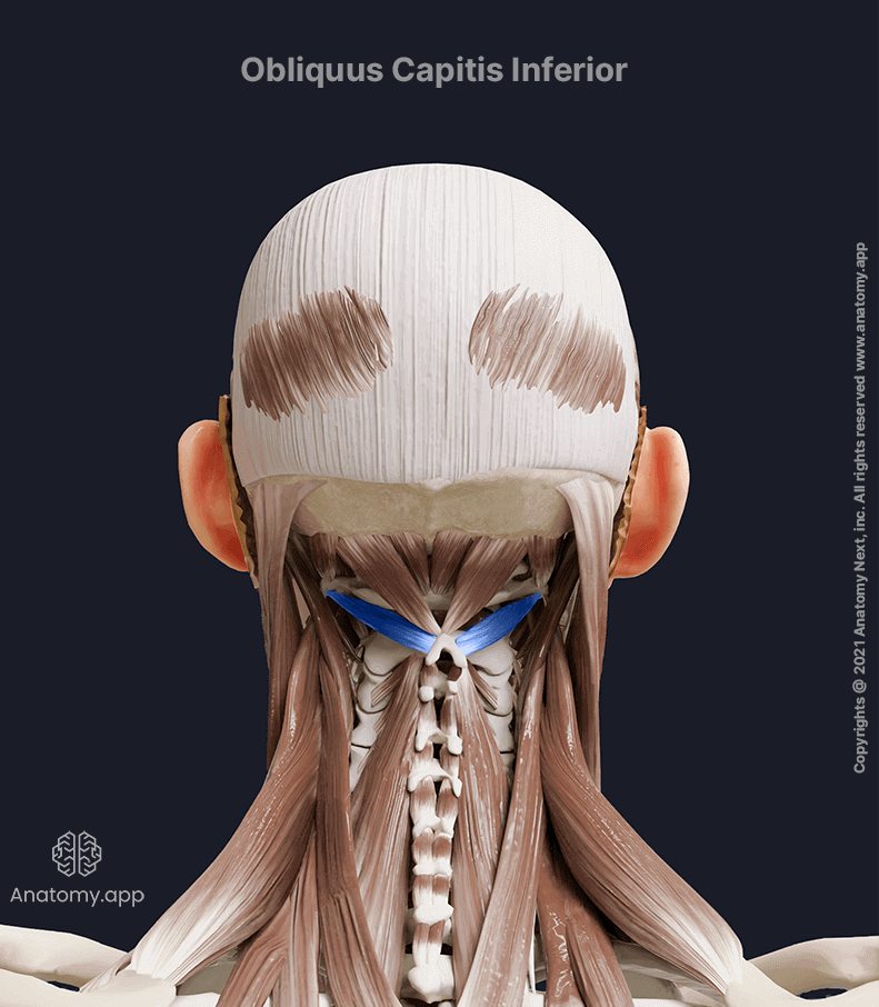<p>Obliquus Capitis Inferior (Intrinsic Back Deep Muscle) [Suboccipital TRIANGLE Muscles Inferolateral Boundary]</p><p>Origin?</p><p>Insertion?</p><p>Action?</p><p>Innervation?</p>