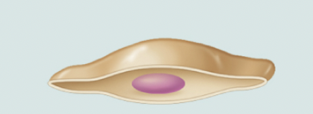 <p>squamos</p>