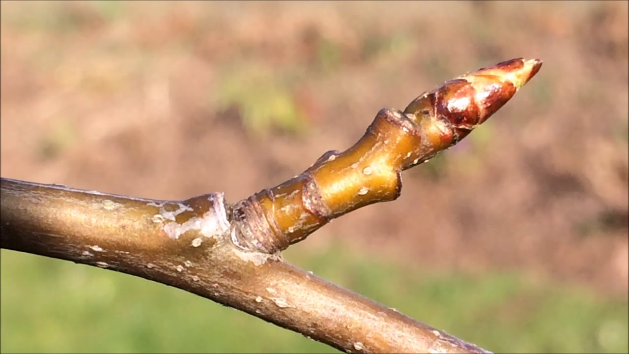 <p>thick corky bark, palmate simple maple like leaves, alternate, can be winged, spiky gumball seed</p><p>Bud: sharp buds, scaled, shiny, reddish</p>