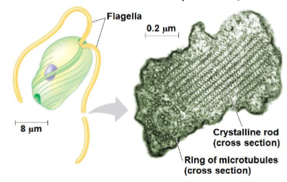 <p>they have a spiral or crystalline rode inside their flagella</p>