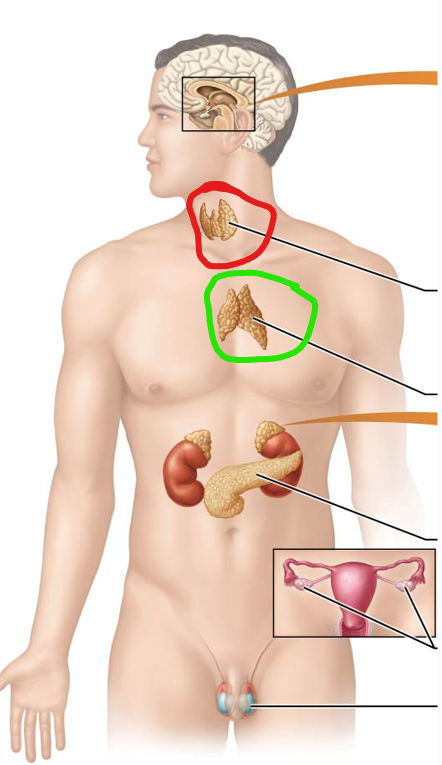 <p>What is indicated by the Red Circle?</p>