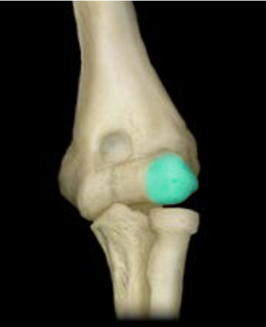 <p>rounded condyle on the lateral side of the distal humerus</p>