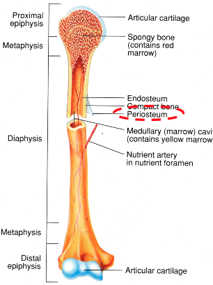 <p>outer connective tissue that covers the entire length of the bone</p><p>connects to tendons/ligaments to connect muscle to bone or bone to bone respectively</p>