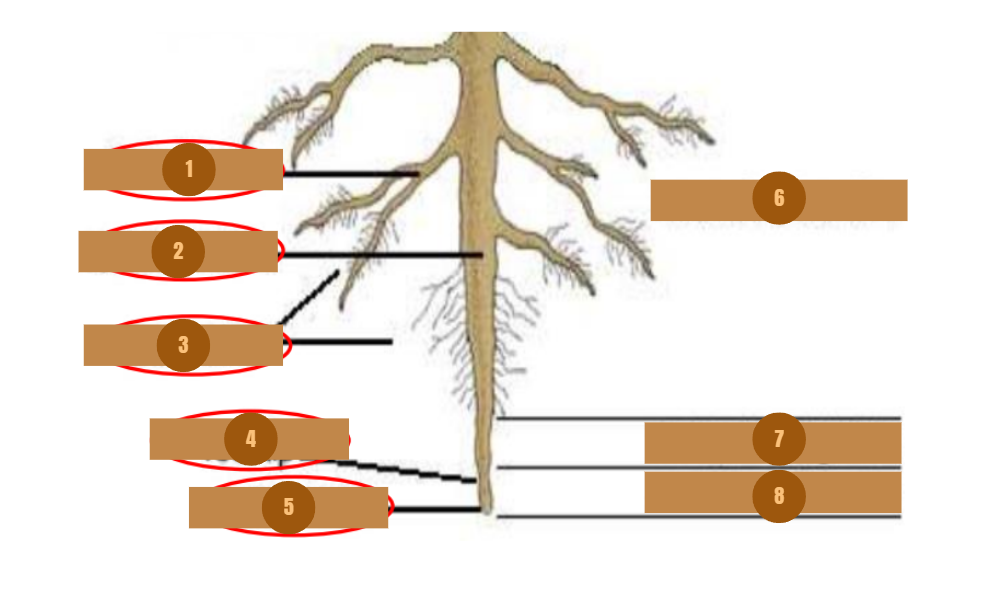 <p>6</p>