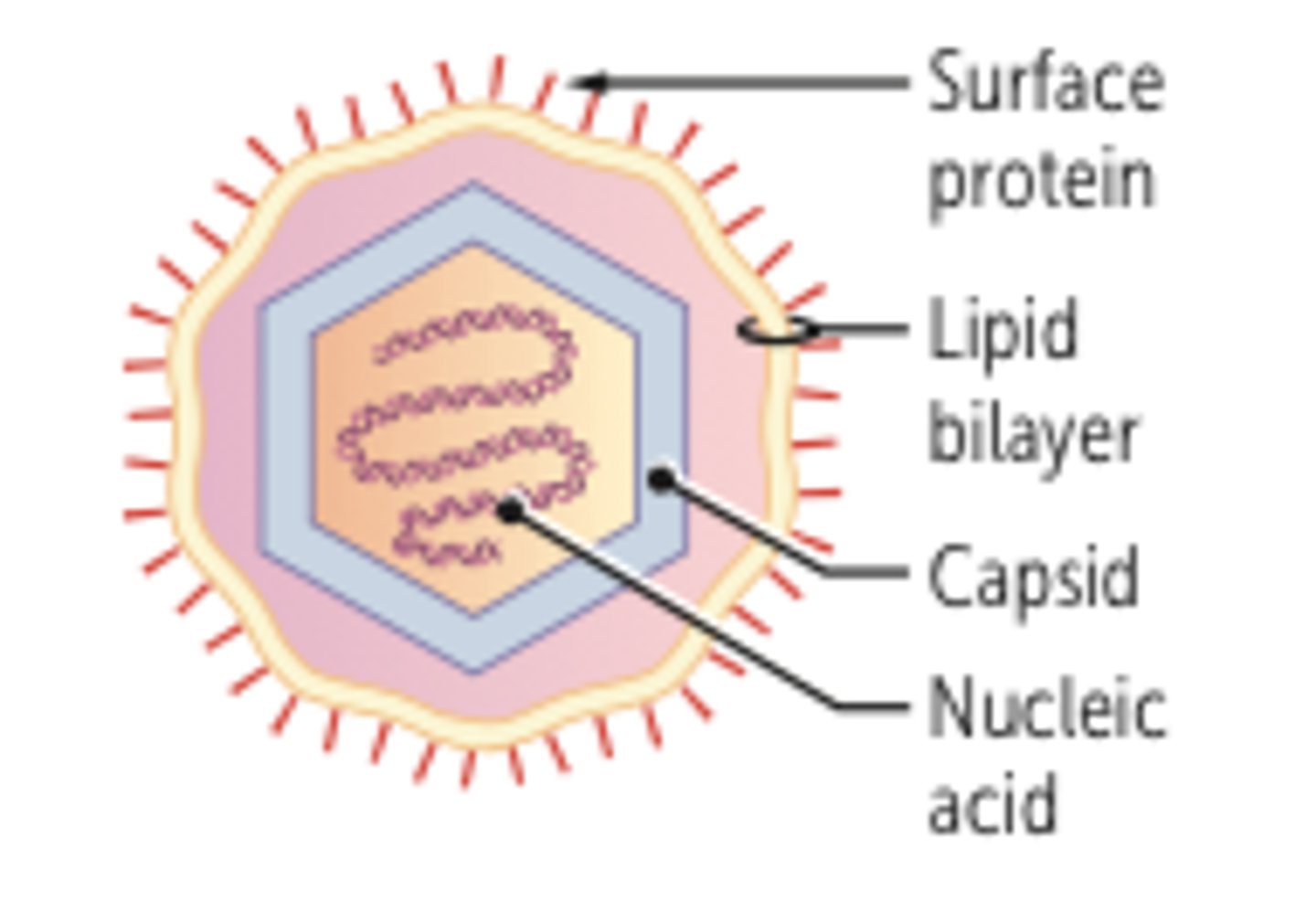 <p>A virus enclosed within a phospholipid membrane derived from its host cell (typically the host cell's plasma membrane)</p>