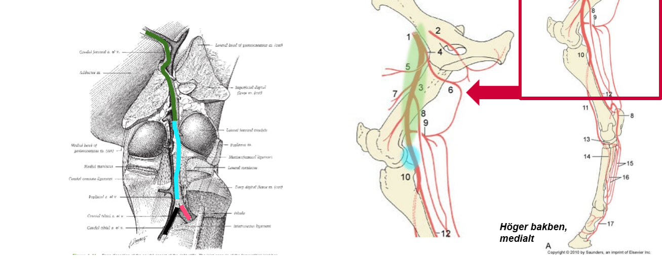 <p>Vart kommer grön från och vad leder den till (blå)</p>
