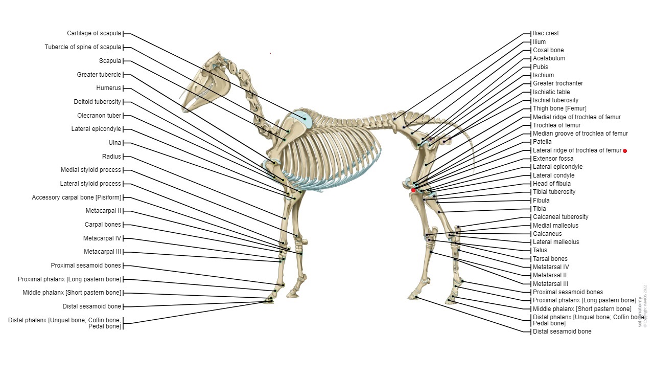 <p>Lateral ridge of trochlea of femur er den ydre rand af trochlea på lårbenet, som artikulerer med patella. Hos heste er denne struktur vigtig for stabiliteten af knæleddet og hjælper med at styre bevægelsen under gang og løb. Den er ofte mere fremtrædende end den mediale ridge, hvilket bidrager til korrekt justering mellem femur og patella.</p>