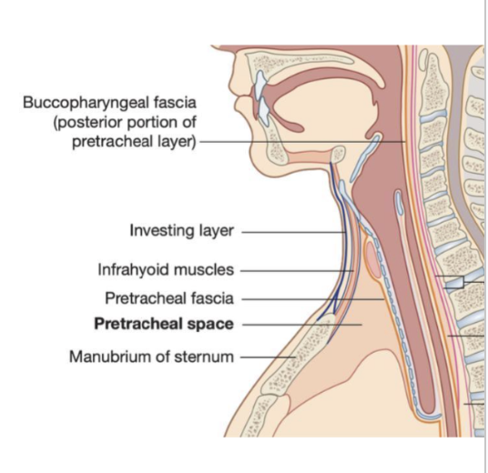 <ul><li><p><span>A cylindrical layer of fascia surrounding the vertebral column and muscles associated to it</span></p></li><li><p><span>These include –&nbsp;</span></p><ul><li><p><span>The prevertebral muscles, the anterior, middle, &amp; posterior scalene muscles, and the deep muscles of the back&nbsp;</span></p></li></ul></li></ul>