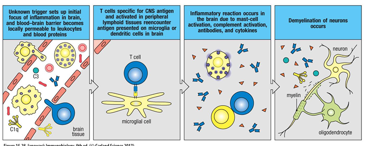 <p>MS is caused by T cells that cross the blood-brain barrier and damage the myelin sheath that surrounds the nerves. This leads to impaired nerve transduction and hence impaired mobility and other neurological effects.</p>