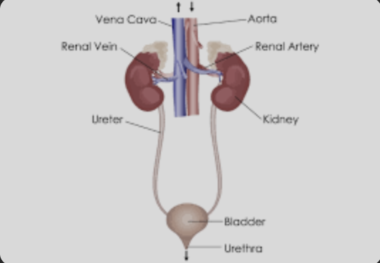 <ul><li><p><span>the kidneys filter blood to remove any poisons or extra water, salts which leads to the ureter which transports the urea into the bladder where it is kept until it can be released through the urethra</span></p></li></ul><p></p>