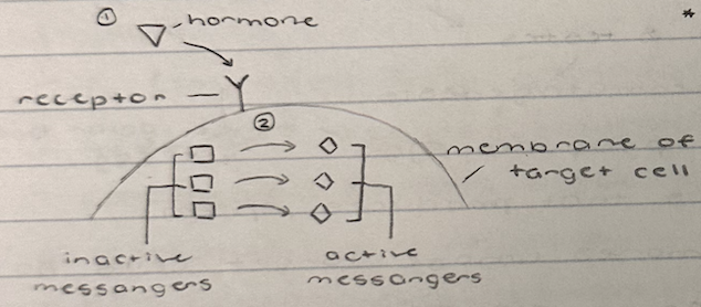 <ol><li><p>hormone bonds to receptor on membrane of cells in target tissue</p></li><li><p>inactive messengers become active messengers</p></li></ol>