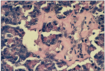 <p>Identify the structure:</p><p>Specie:</p><p>Stain used:</p>