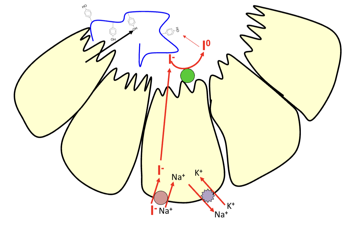 <p>Inside the colloid, iodide is oxidised to iodine by enxyme thyroid peroxidase</p><p>Iodine is attached to tyrosine residues in thyroglobulin to form MIT, DIT</p><p>MIT (monoiodotyrosine) - 1 iodine, DIT (diiodotyrosine) - 2 iodines</p>