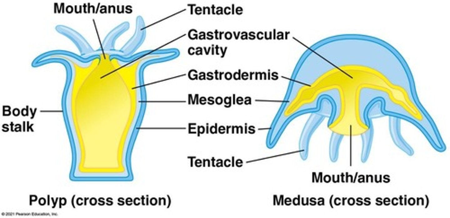 <p>Polyp (sessile) and medusa (motile).</p>