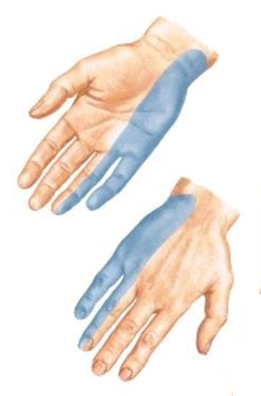 <p><span>What digits receive cutaneous innervation from the ulnar nerve?</span></p>