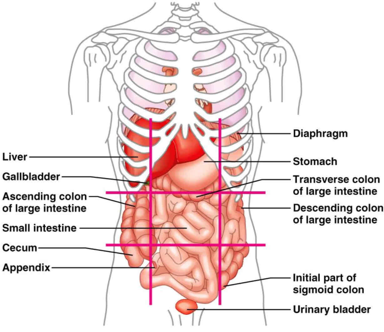 <ol><li><p>Right hypochondriac region: liver, gallbladder </p></li><li><p>Epigastric region: stomach</p></li><li><p>Left hypochondriac region: diaphragm (?)</p></li><li><p>Right lumbar region: Ascending colon of large intestine </p></li><li><p>Umbilical region (bellybutton): small intestine</p></li><li><p>Left lumbar region: Descending colon of large intestine </p></li><li><p>Right inguinal region: Cecum</p></li><li><p>Hypogastric region: appendix, urinary bladder</p></li><li><p>Left inguinal region: initial part of sigmoid colon</p></li></ol>