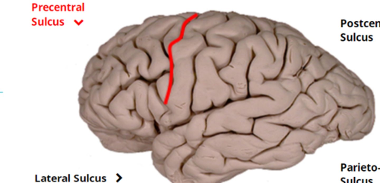 <p>- creates the anterior border of the motor cortex</p>