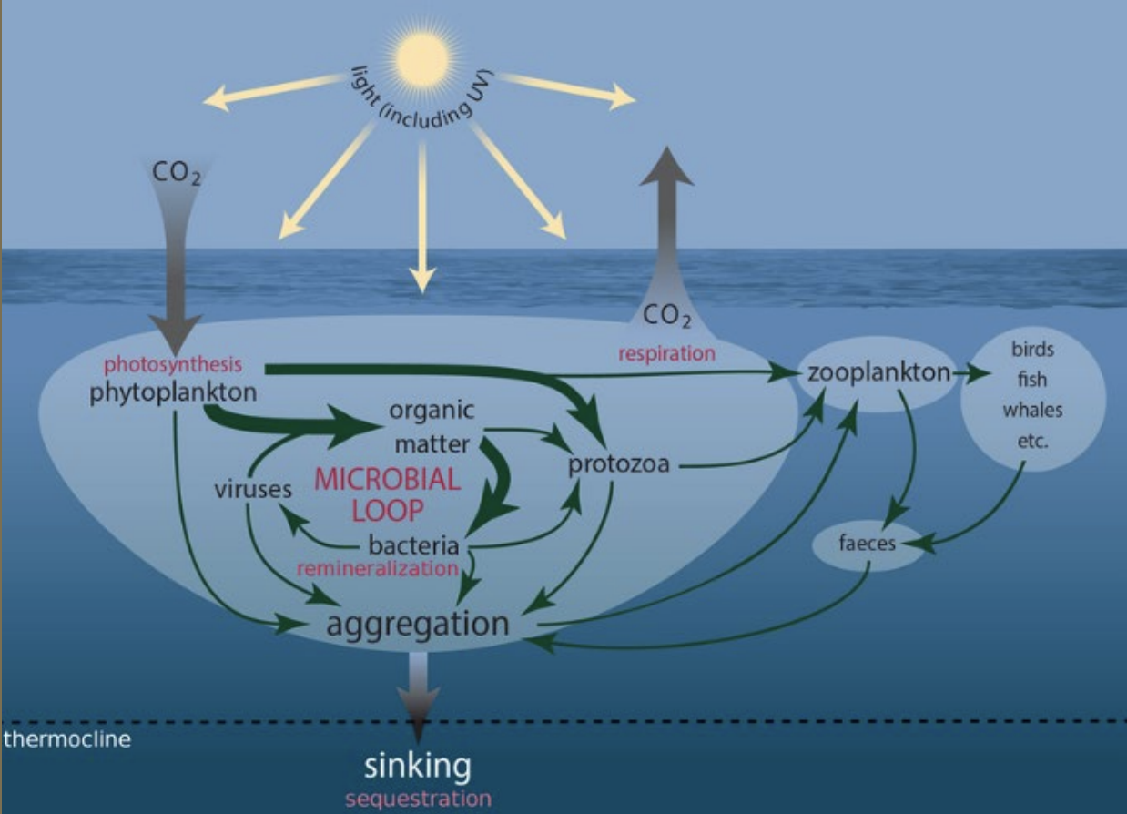 <p>microbial loop, phago bacteria</p>