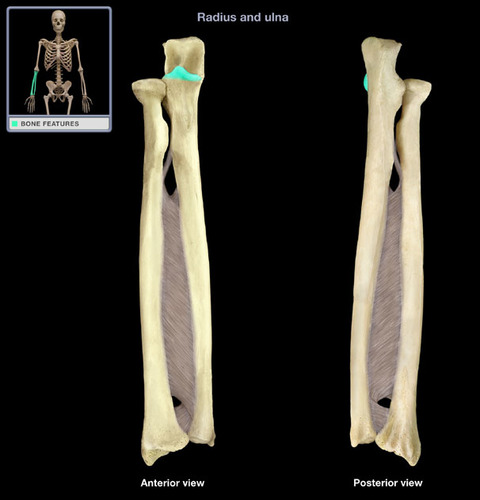 <p>v-shaped tip on the anterior side of the proximal end of the ulna</p>