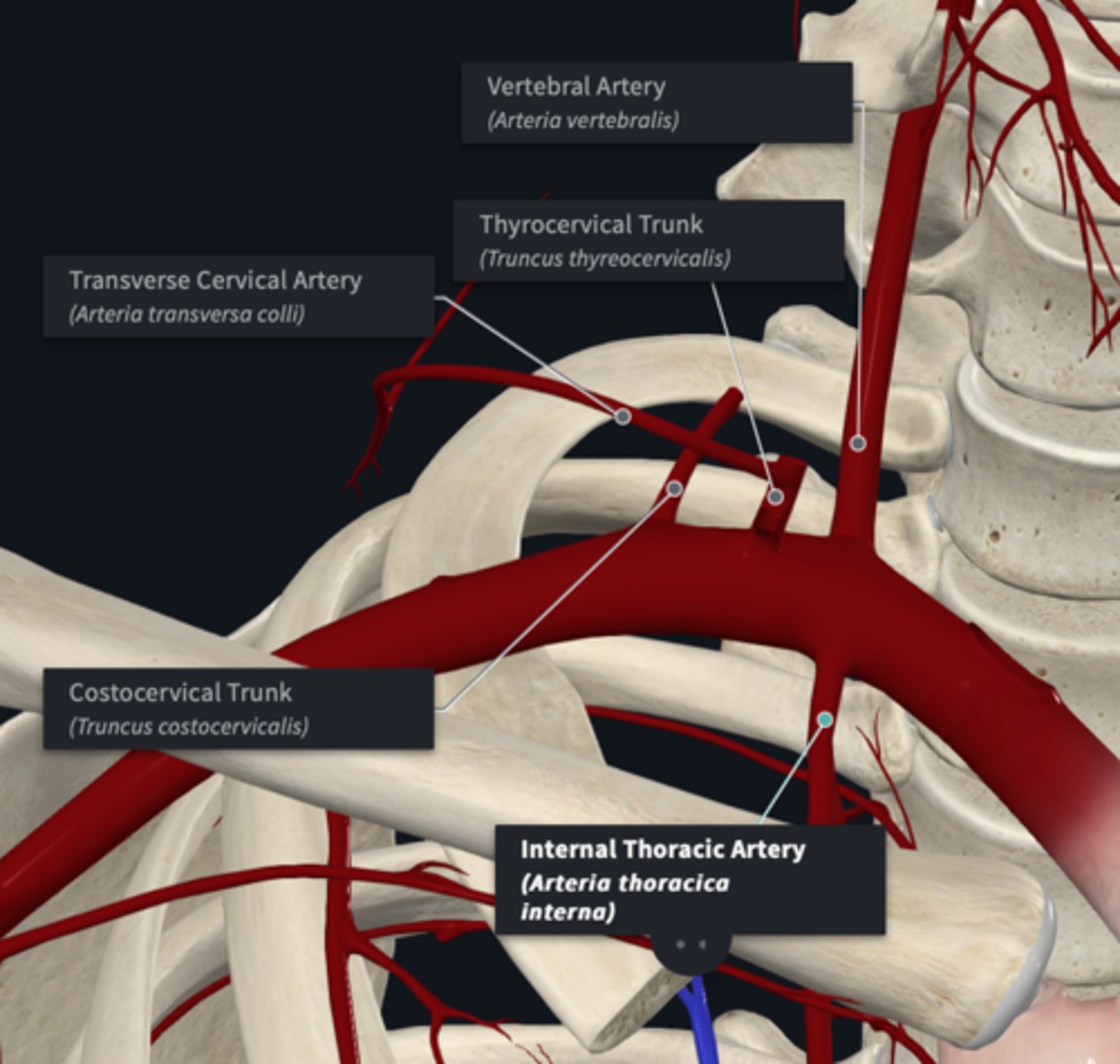 <p>What does the Internal thoracic artery branch of the subclavian artery supply?</p>
