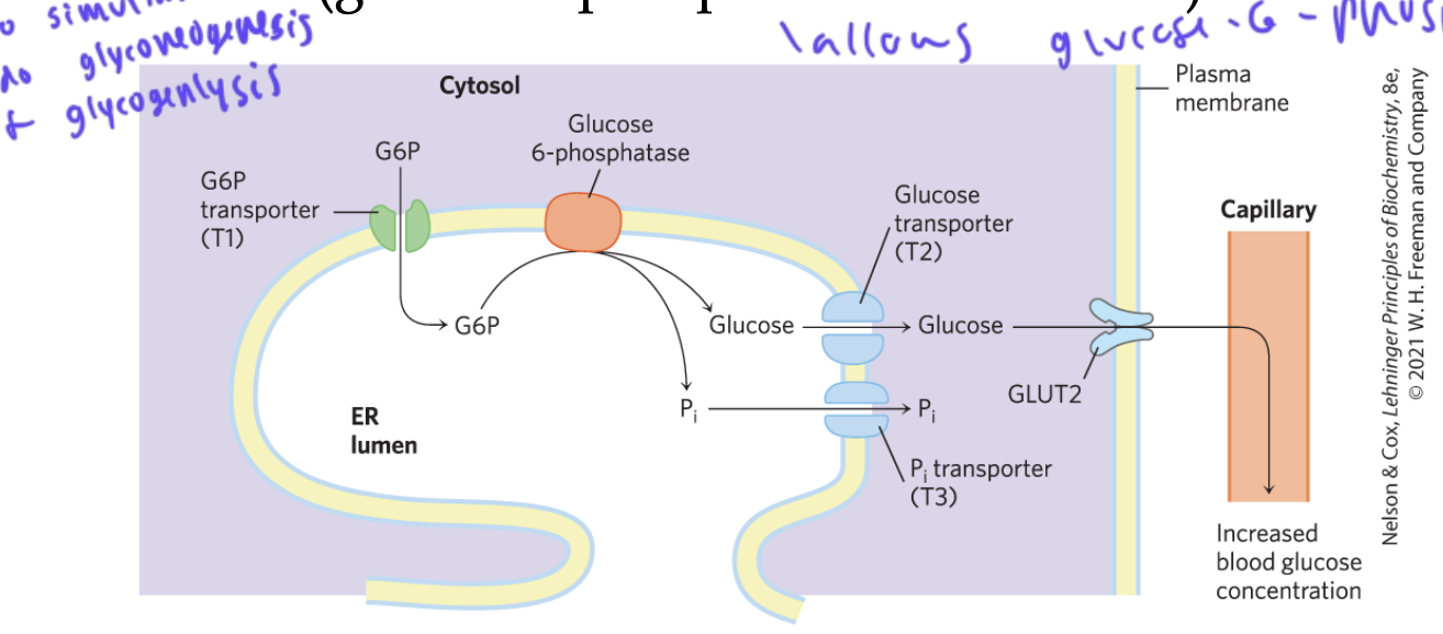 <ul><li><p>so the liver can transport glucose-6-phsophate from glycogenolysis out to the blood to be used as glucose</p></li><li><p>a G6P transporter lets G6P into the ER lumen, then glucose-6-phosphatase removes the P from glucose-6-phoaphate to yield glucose and a Pi</p></li><li><p>both the glucose and Pi moves out of the ER (glucose via GLUT2) and Pi via a Pi transporter) and into the bloodstream to be used</p></li></ul><p></p>