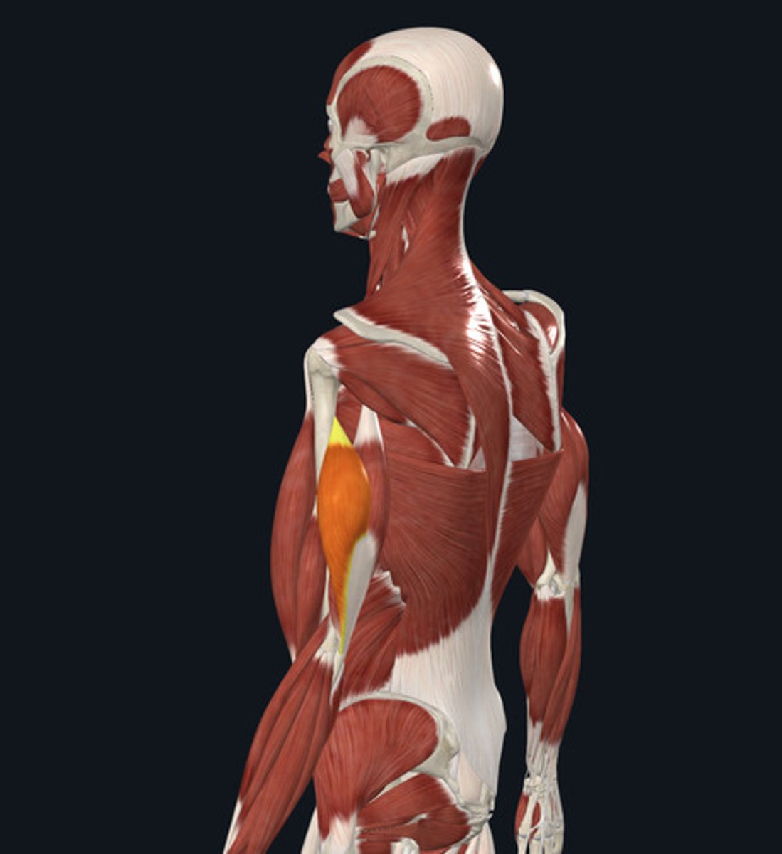 <ul><li><p><u>Origin:</u>&nbsp;Humerus</p></li><li><p><u>Insertion:</u>&nbsp;Ulna</p></li><li><p><u>Action:</u>&nbsp;Elbow extension</p></li></ul><p></p>