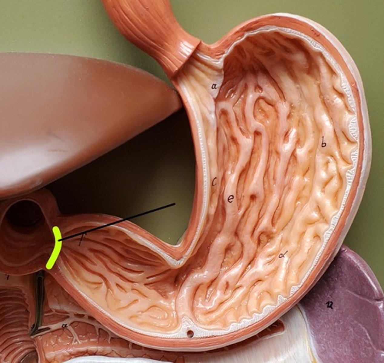 <p>ID the Muscle</p>