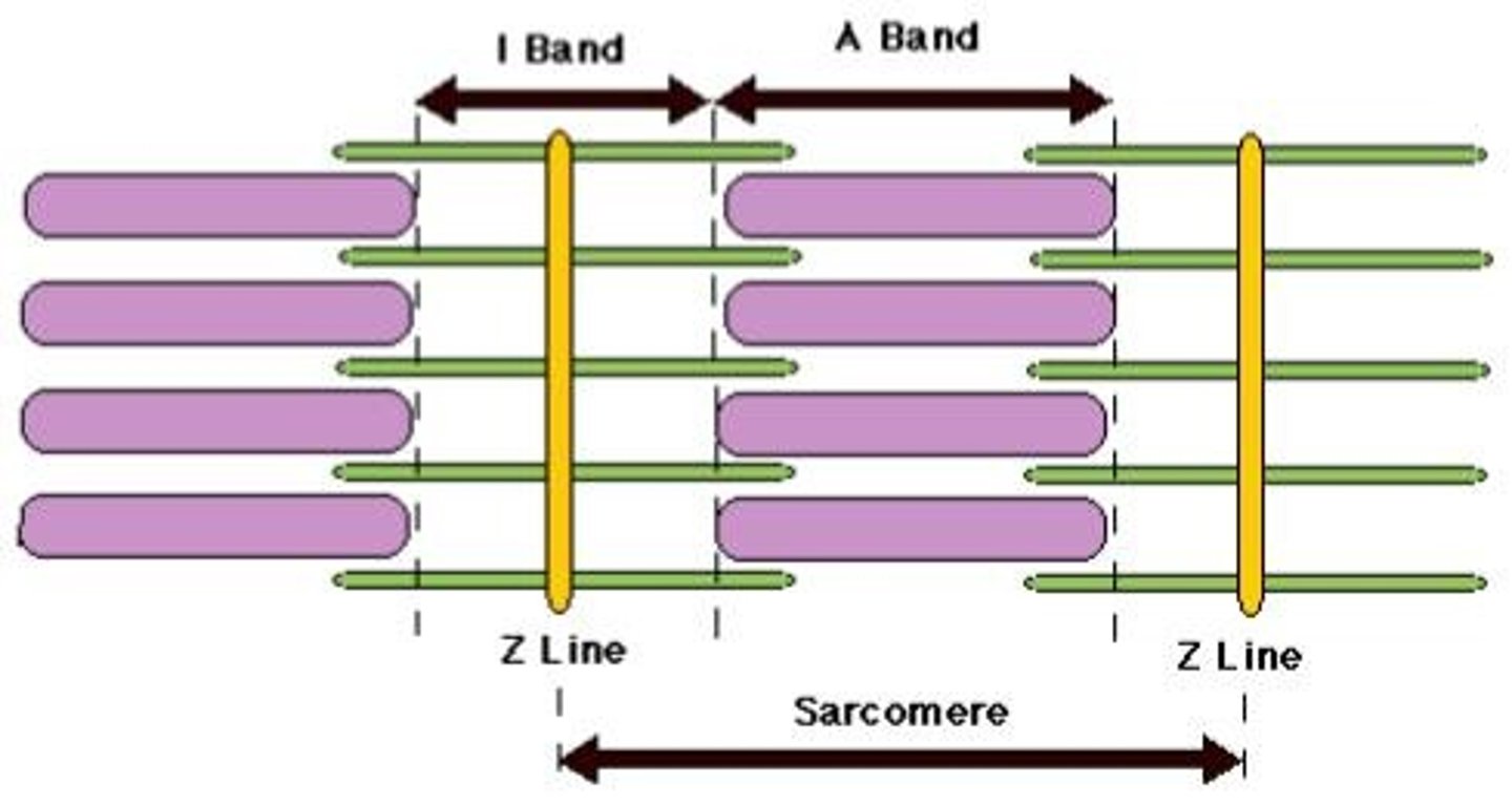 <p>theory that explains how sarcomeres contract; myosin filaments use energy from ATP to 'walk' along the actin filaments with their cross bridges; myofilaments slide past one another and contract the myocyte</p>
