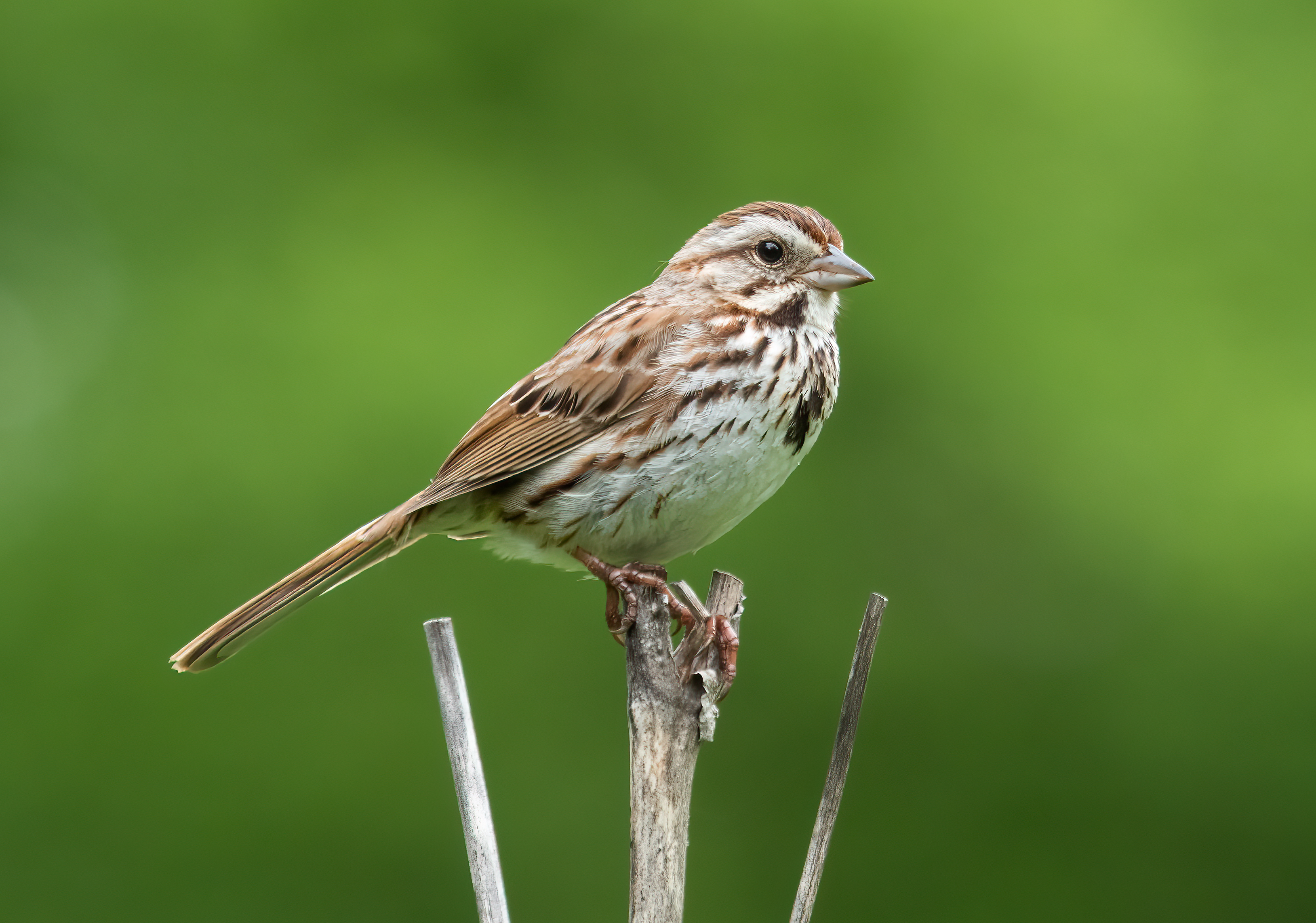 <ul><li><p>Lighter</p></li><li><p>Brown striping as opposed to black</p></li><li><p>Grey beak</p></li></ul><p></p>