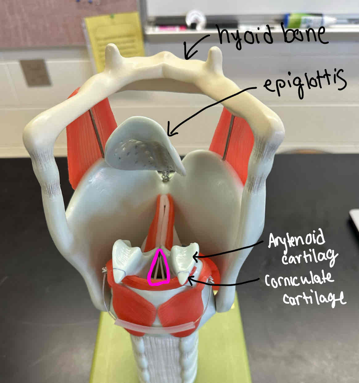 knowt flashcard image