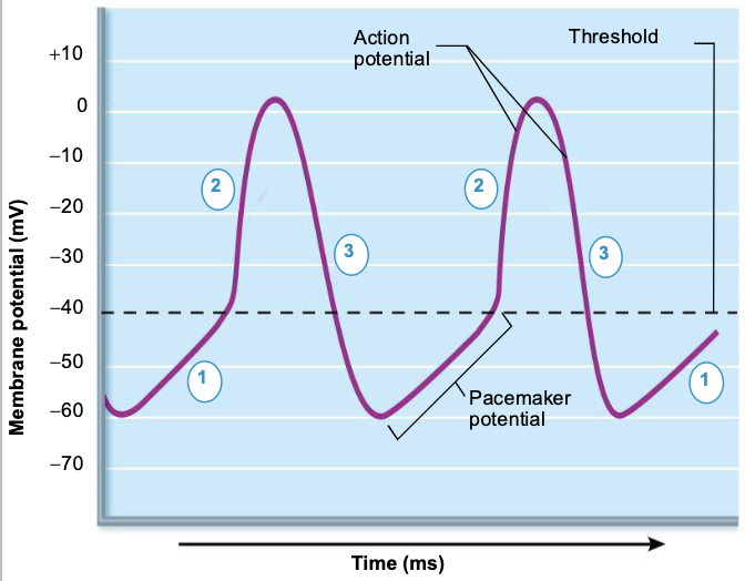 <p>Pacemaker and Action Potentials of Pacemaker Cells</p>