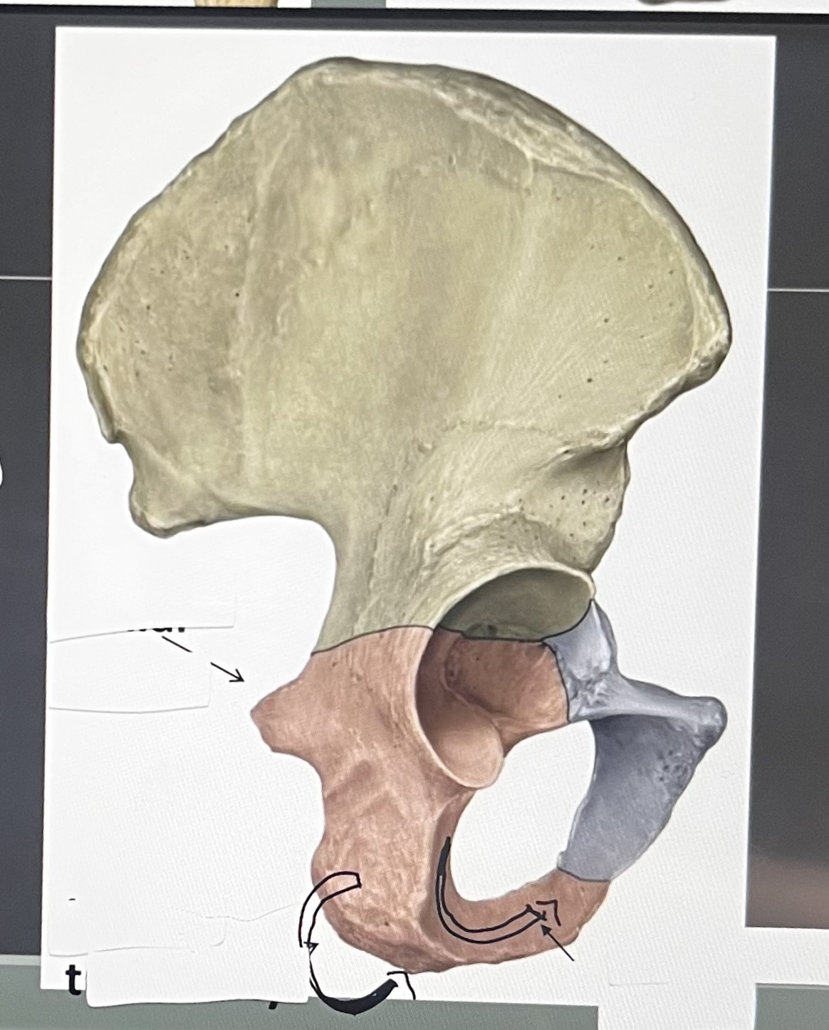 <p>ischium features</p>