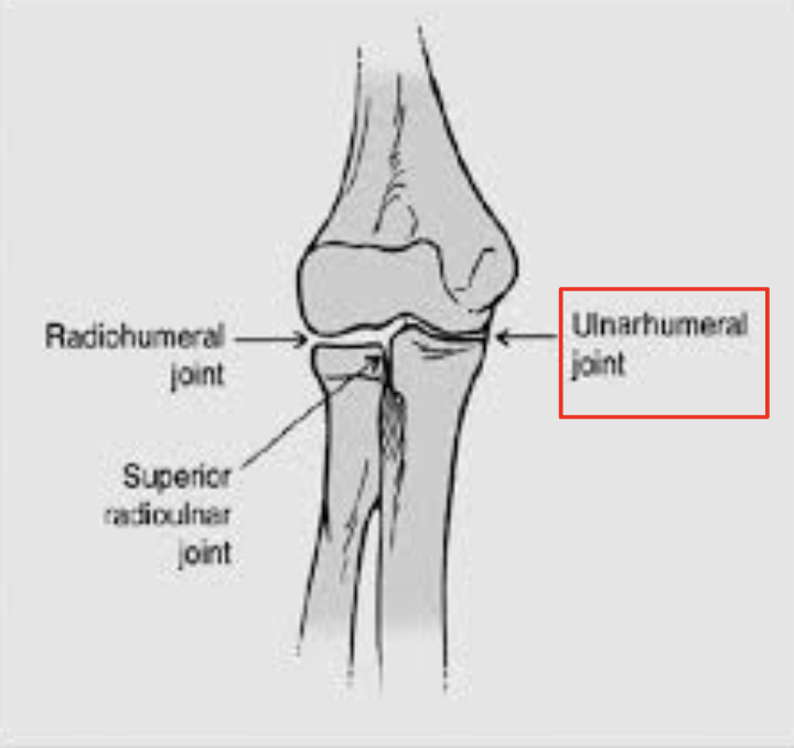 <p>ulna &amp; humerus</p>
