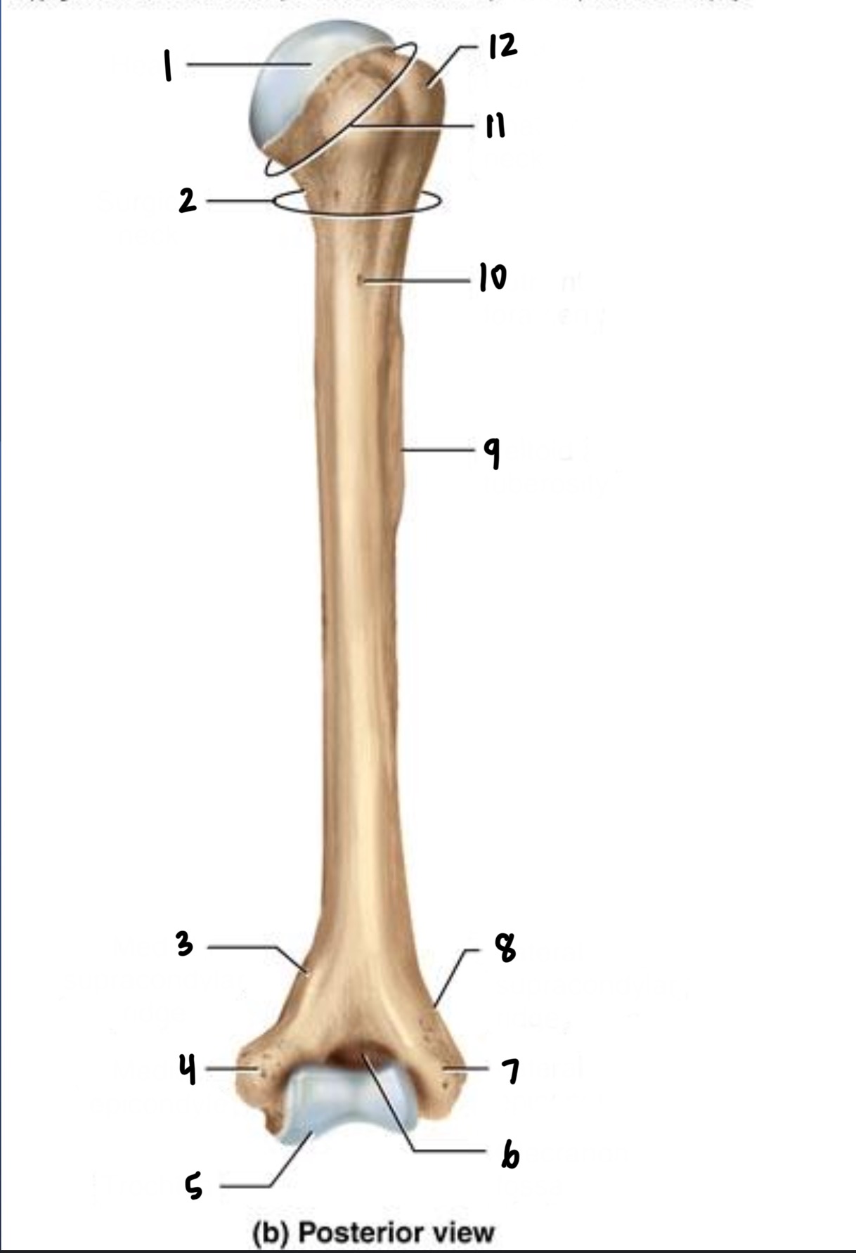 <p>5</p>
