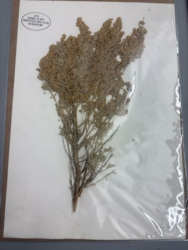 <p>Anthemideae - Artemisia tridentata - big sagebrush </p>