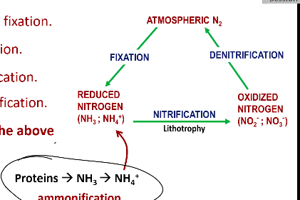 Nitrogen Cycle