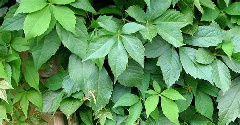 <p>Virgina Creeper</p>