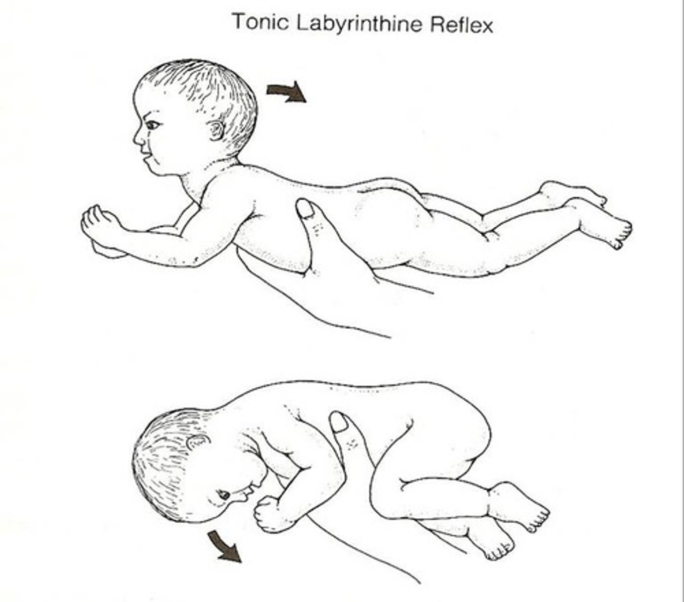 <p>prone: everything flexes</p><p>supine: everything extends</p>