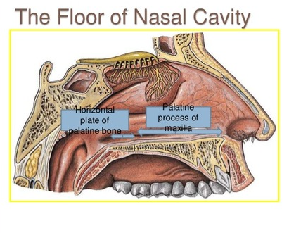 <p>Floor of the Nasal cavity </p><ul><li><p>bony wall formed by the palatal process of the maxilla and the horizontal portions of the palatine bones </p></li><li><p><u>Radiography: dense</u><strong><u> radiopaque</u></strong><u> band of bone above the maxillary incisors. </u></p></li></ul><p></p>