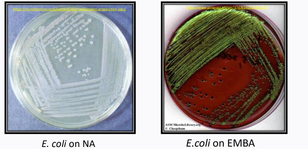 <p>Eosin Methylene Blue Agar (EMBA) </p>