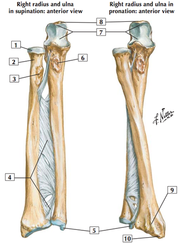 <p>kyynärluun puikkolisäke</p>