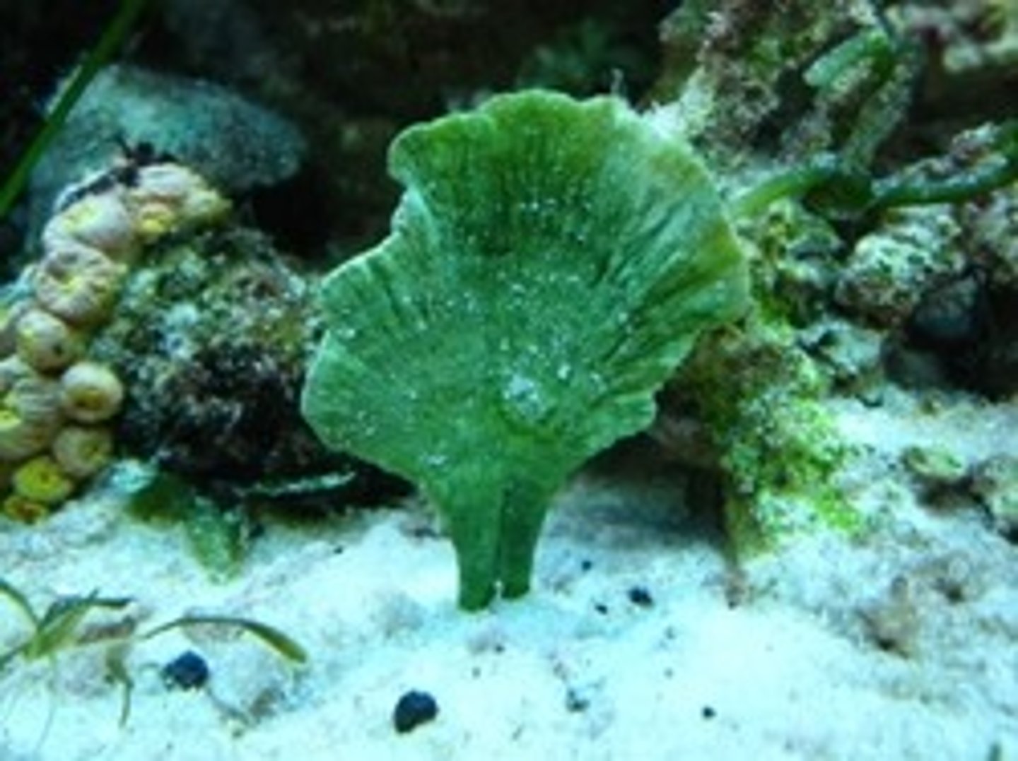 <p>udotea flabellum</p>