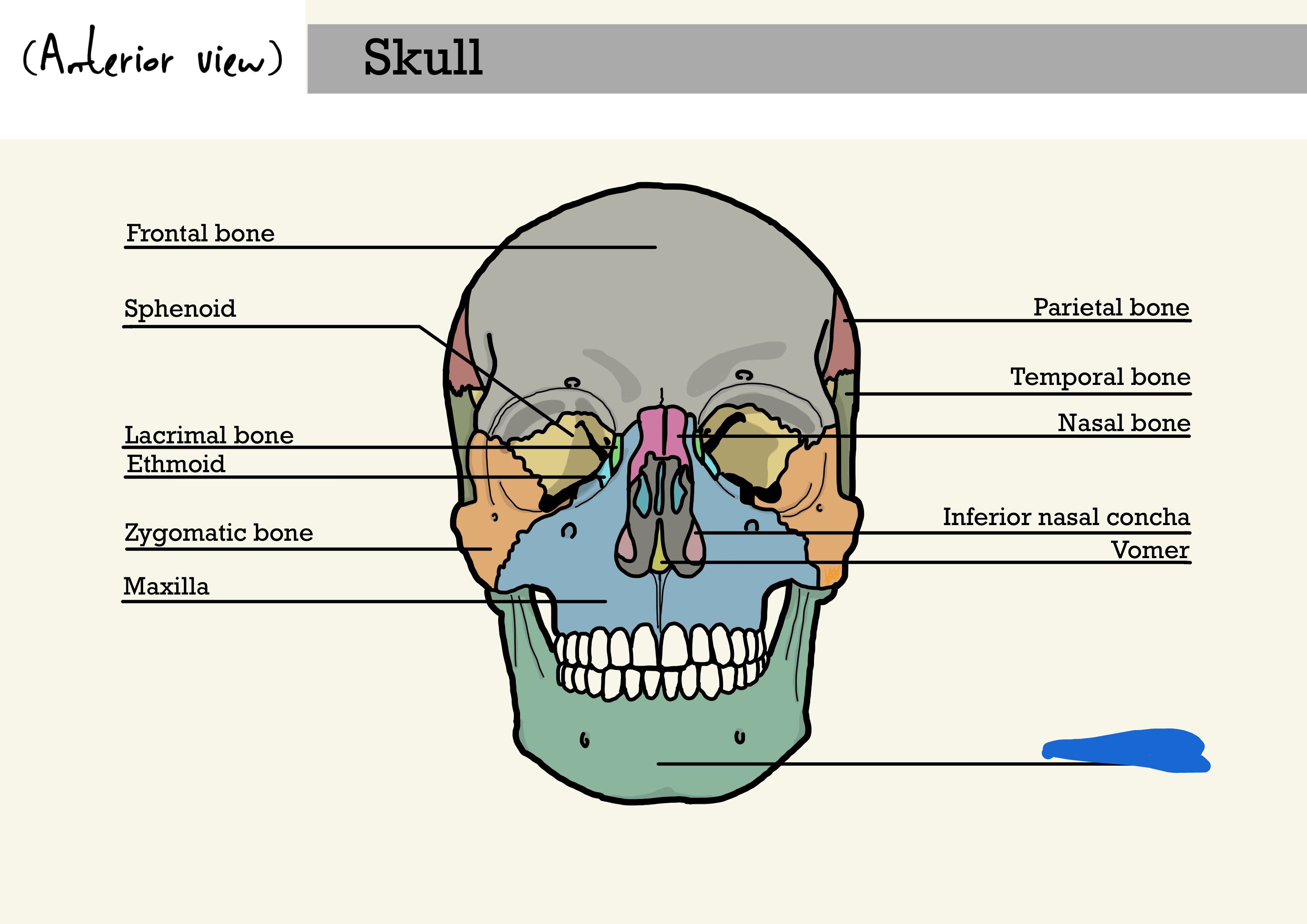 <p>mandible bone (anterior view)</p>