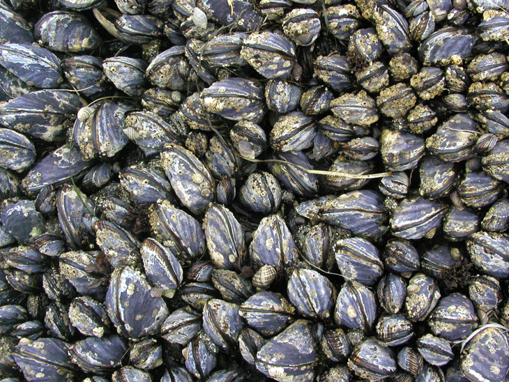 <p>California Mussels</p>